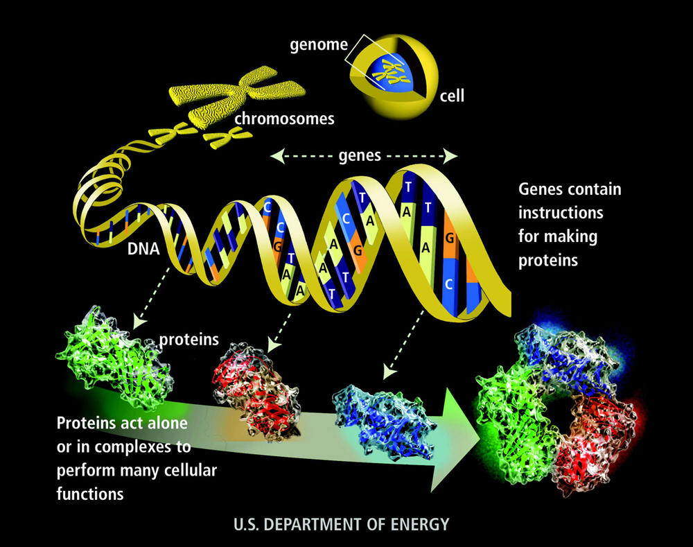 http://www.broadinstitute.org/education/glossary/genome